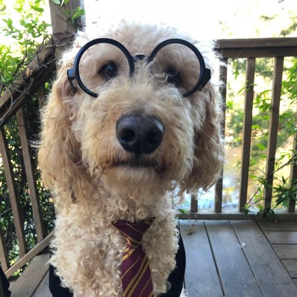 Meet your Posher, Jessica - Picture 1 of 1